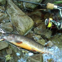 渓流ミノーイング ～長良川水系～
